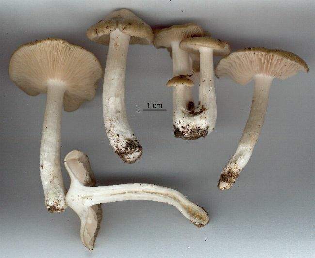 Entoloma clypeatum